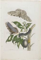 Papillons de nuit (Maria Sibylla Graff Merian) - Muzeo.com