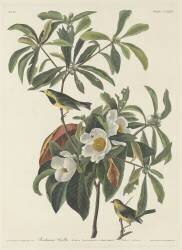 Paruline de Bachman (John James Audubon) - Muzeo.com