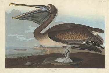 Pélican brun (John James Audubon) - Muzeo.com