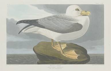 Pétrel Fulmer (John James Audubon) - Muzeo.com