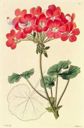 Pelargonium (Leopold Trattinick) - Muzeo.com