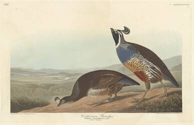 Perdrix californienne (John James Audubon) - Muzeo.com