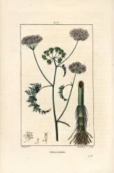 Phellandre (Pierre Jean Francois Turpin) - Muzeo.com