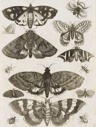 Planche d'insectes (anonyme) - Muzeo.com