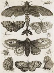 Planche d'insectes (anonyme) - Muzeo.com