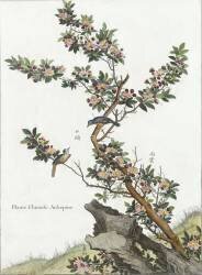 Plante chinoise (aubépine) (Louis de Chastillon) - Muzeo.com