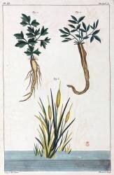 Plantes médicinales (anonyme) - Muzeo.com