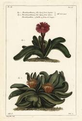 Platycerium (Dupin) - Muzeo.com