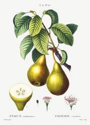 Poirier (Pierre Joseph Redouté) - Muzeo.com