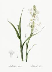 Polianthes Tuberosa (Pierre Joseph Redouté) - Muzeo.com