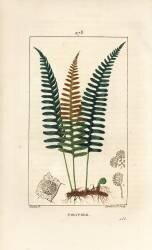 Polypode (Pierre Jean Francois Turpin) - Muzeo.com