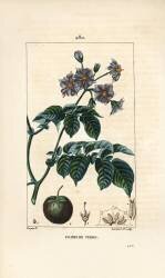 Pomme de terre (Pierre Jean Francois Turpin) - Muzeo.com