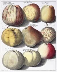 Pommes diverses (Johann Hermann Knoop) - Muzeo.com