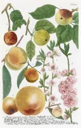 Pommes diverses (Georg Dionysius Ehret) - Muzeo.com