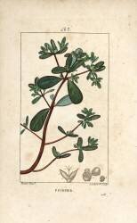 Pourpier (Pierre Jean Francois Turpin) - Muzeo.com