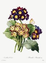 Primula auricula (Pierre Joseph Redouté) - Muzeo.com