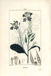 Raifort (Pierre Jean Francois Turpin) - Muzeo.com