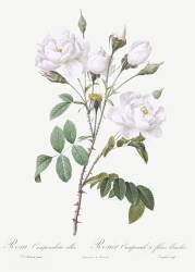 Rosa Campanulata Alba (Pierre Joseph Redouté) - Muzeo.com