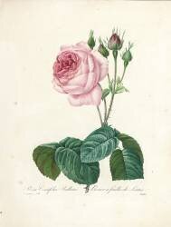 Rosa Centifolia Bullata (Pierre Joseph Redouté) - Muzeo.com