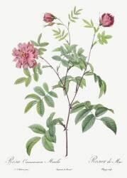 Rosa Cinnamomea Maialis (Pierre Joseph Redouté) - Muzeo.com