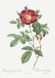 Rosa Damascena Coccina (Pierre Joseph Redouté) - Muzeo.com