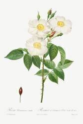 Rosa Damascena Subalba (Pierre Joseph Redouté) - Muzeo.com
