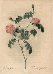 Rosa foetida (Jean-Baptiste Chapuy) - Muzeo.com