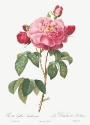 Rosa Gallica Aurelianensis (Pierre Joseph Redouté) - Muzeo.com