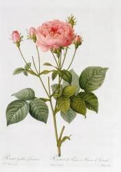 Rosa Gallica Granatus (Pierre Joseph Redouté) - Muzeo.com