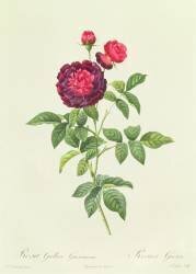 Rosa Gallica Gueriniana (Pierre Joseph Redouté) - Muzeo.com