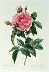 Rosa Gallica Regalis (Pierre Joseph Redouté) - Muzeo.com