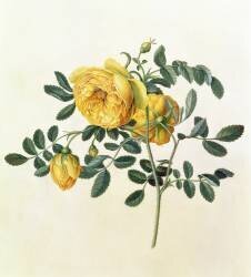 Rosa hemispherica (Georg Dionysius Ehret) - Muzeo.com