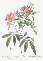 Rosa Hudsoniana Salicifolia (Pierre Joseph Redouté) - Muzeo.com