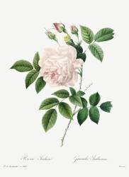Rosa Indica (Pierre Joseph Redouté) - Muzeo.com
