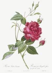 Rosa indica cruenta (Pierre Joseph Redouté) - Muzeo.com