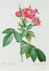Rosa L'Heritieranea (Pierre Joseph Redouté) - Muzeo.com