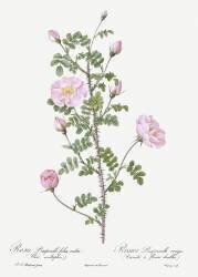 Rosa Pimpinellifolia (Pierre Joseph Redouté) - Muzeo.com