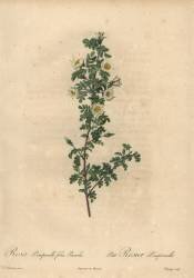 Rosa pimpinellifolia Pumila (Jean-Baptiste Chapuy) - Muzeo.com