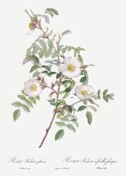 Rosa Redutea glauca (Pierre Joseph Redouté) - Muzeo.com
