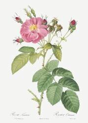 Rosa tomentosa (Pierre Joseph Redouté) - Muzeo.com