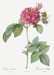 Rosa turbinata (Pierre Joseph Redouté) - Muzeo.com