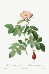 Rosa villosa (Pierre Joseph Redouté) - Muzeo.com
