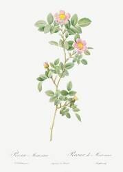 Rose rose (Pierre Joseph Redouté) - Muzeo.com