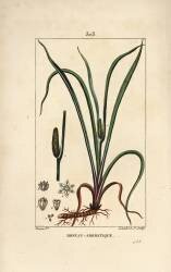 Roseau Aromatique (Pierre Jean Francois Turpin) - Muzeo.com