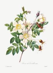 Rosier de Candolle (Pierre Joseph Redouté) - Muzeo.com