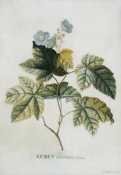 Rubus (Georg Dionysius Ehret) - Muzeo.com