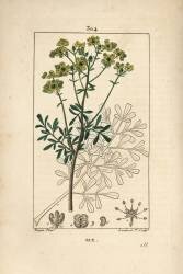 Rue (Pierre Jean Francois Turpin) - Muzeo.com