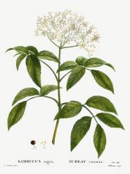 Sambucus (Pierre Joseph Redouté) - Muzeo.com