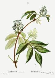 Sambucus (Pierre Joseph Redouté) - Muzeo.com