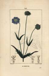 Scabieuse (Pierre Jean Francois Turpin) - Muzeo.com